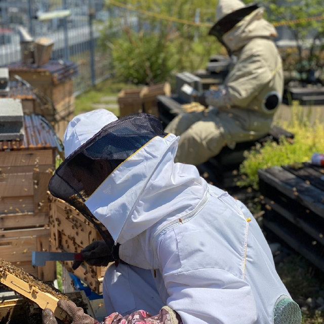養蜂