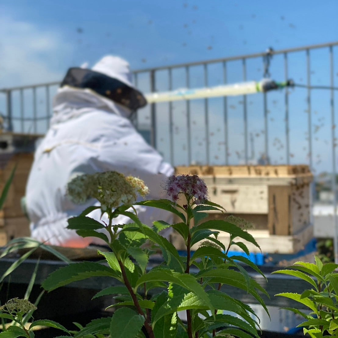 2024年春の養蜂がスタート